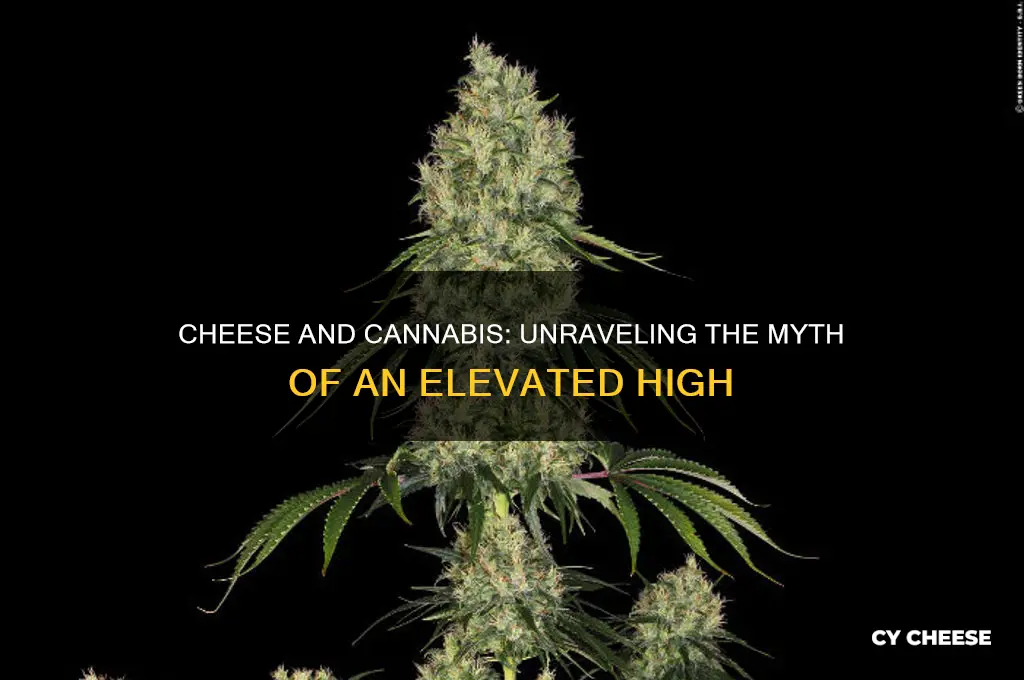 does cheese elevate your high