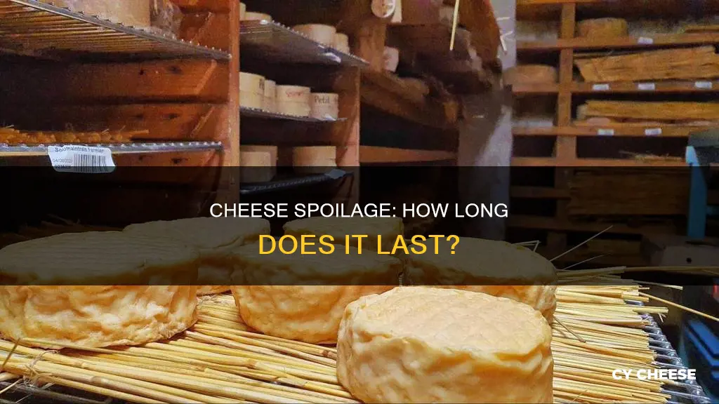 does cheese get spoiled