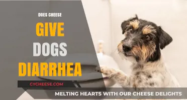 Can Cheese Cause Diarrhea in Dogs? Facts and Safe Alternatives