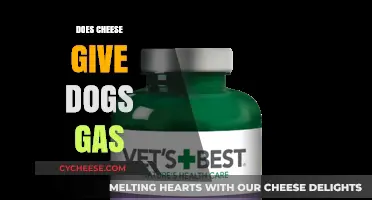 Can Cheese Cause Gas in Dogs? What Pet Owners Need to Know