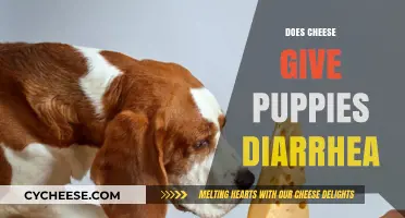 Can Cheese Cause Diarrhea in Puppies? Facts and Tips for Owners