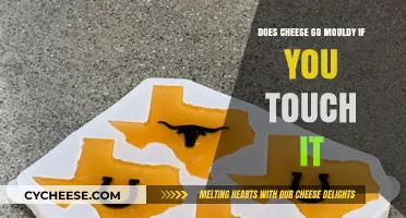 Does Touching Cheese Cause Mold? Debunking Common Food Myths