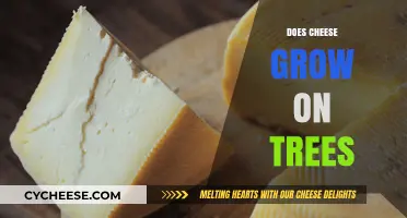 Does Cheese Grow on Trees? Unraveling the Myth Behind Dairy Origins