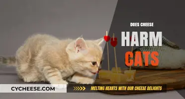 Can Cats Eat Cheese? Understanding the Risks and Benefits
