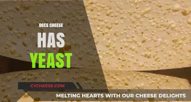Does Cheese Contain Yeast? Unraveling the Dairy Mystery