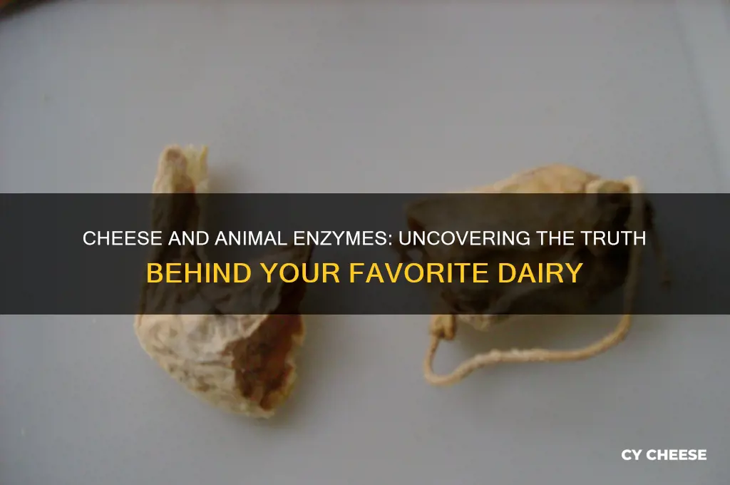 does cheese have animal enzymes