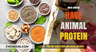 Is Cheese an Animal Protein Source? Uncovering Dairy's Nutritional Truth