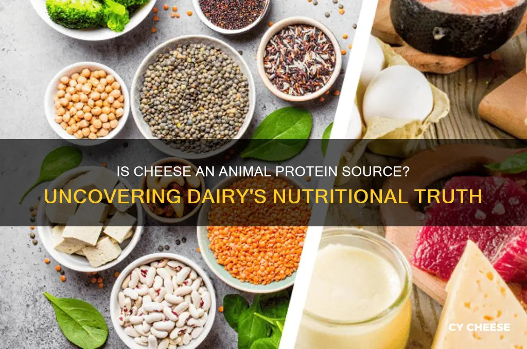 does cheese have animal protein