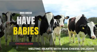 Does Cheese Have Babies? Unraveling the Myth Behind Dairy Reproduction
