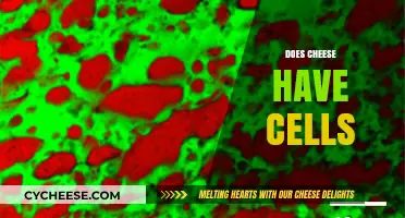 Does Cheese Have Cells? Unraveling the Science Behind Dairy's Structure