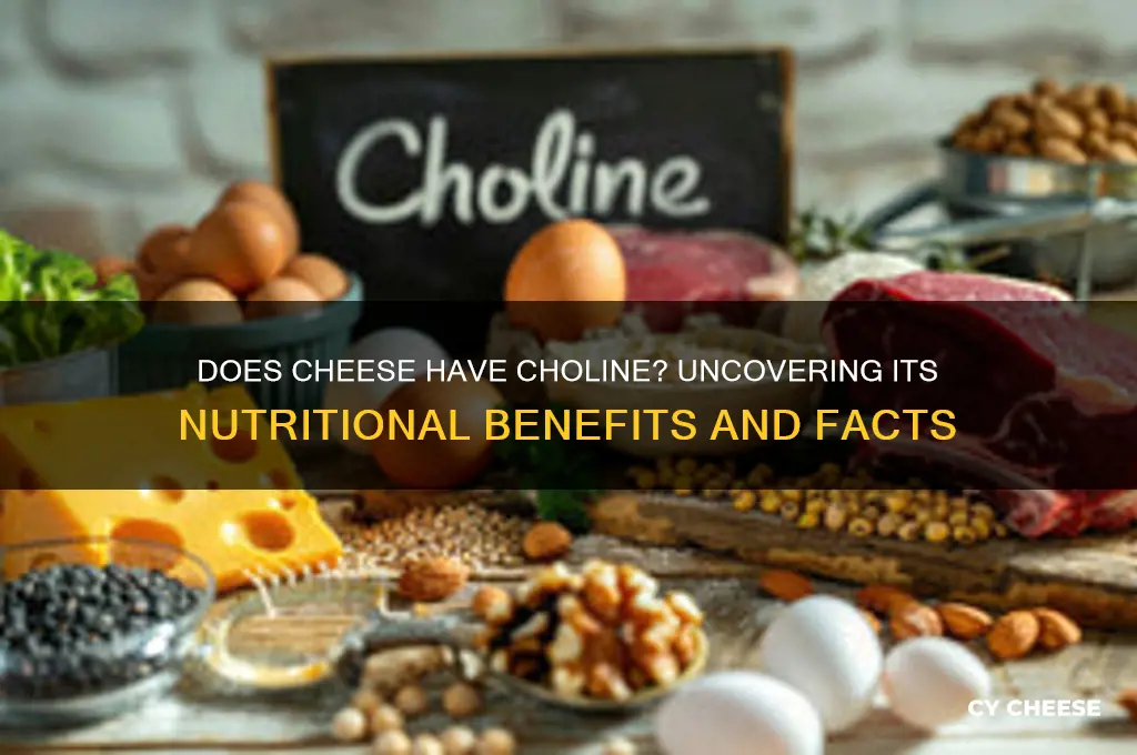 does cheese have choline