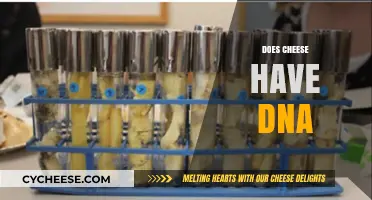 Does Cheese Have DNA? Unraveling the Science Behind Dairy Genetics