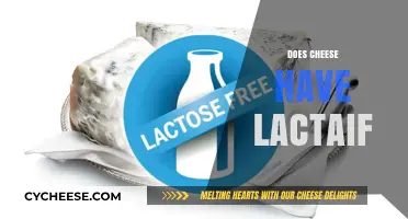 Does Cheese Contain Lactose? Unraveling the Dairy Dilemma