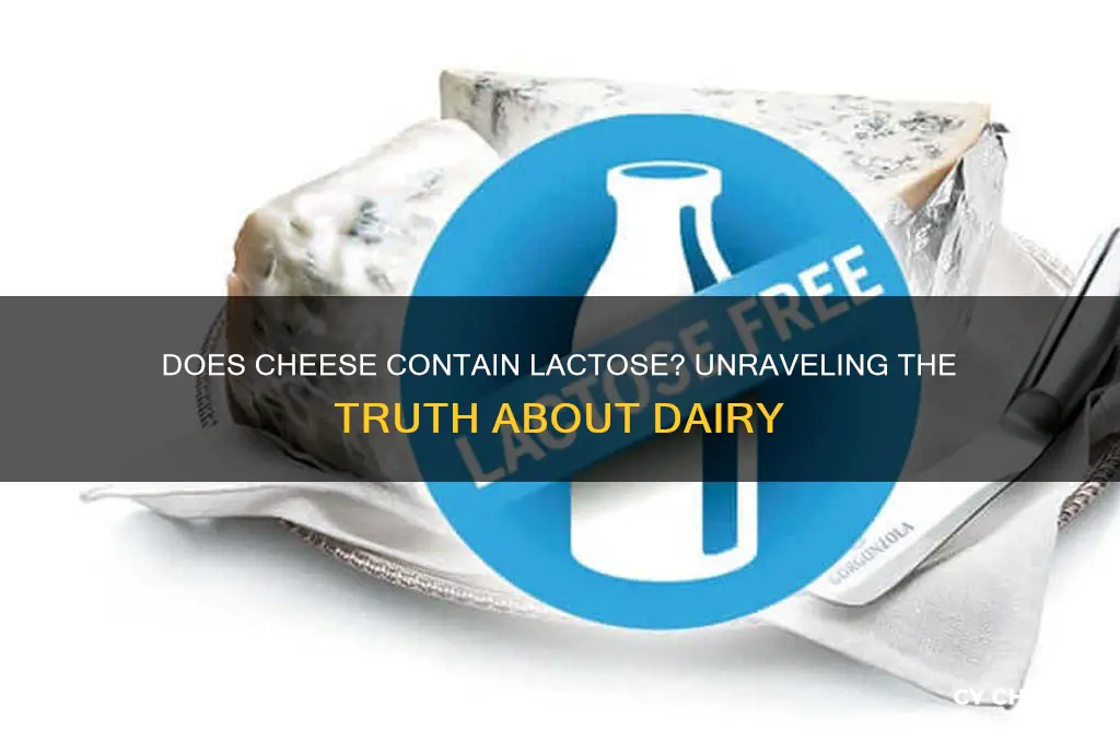 does cheese have lacto