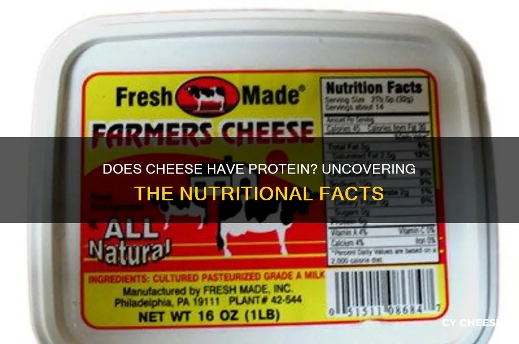 does cheese have protei