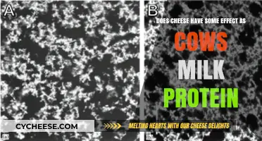 Cheese and Cow's Milk Protein: Unraveling the Connection and Effects