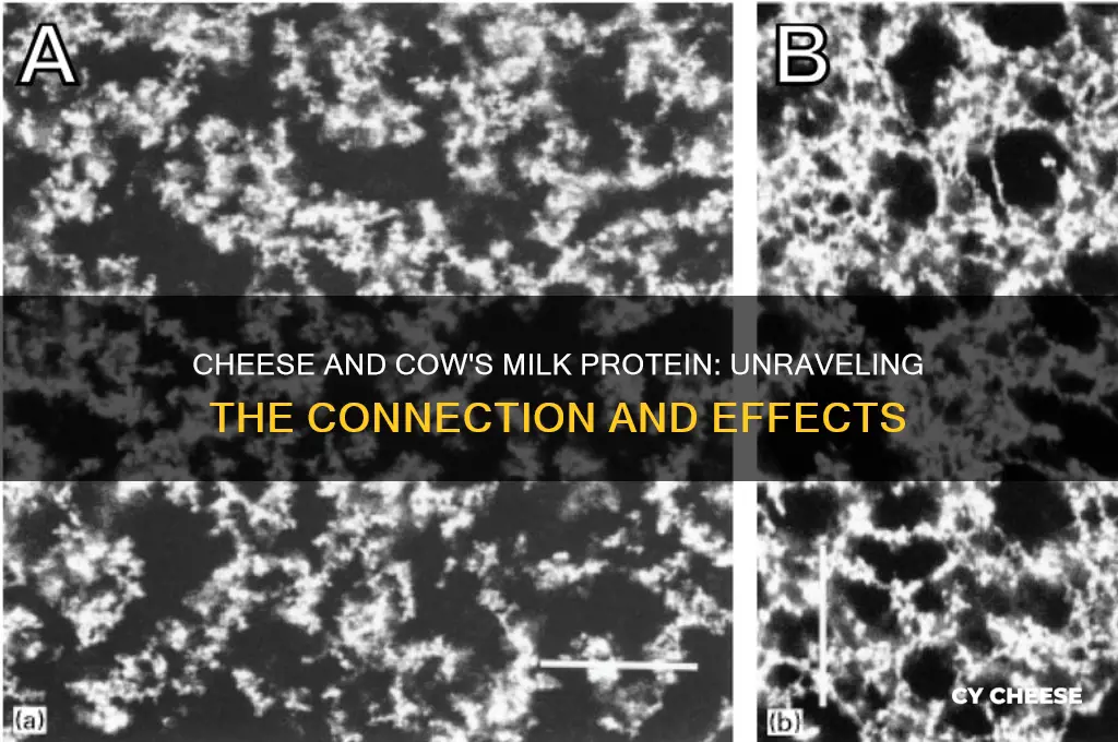 does cheese have some effect as cows milk protein