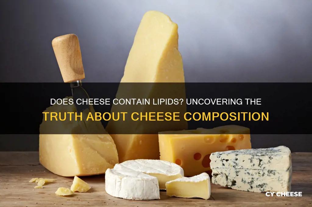 does cheese havr lipids