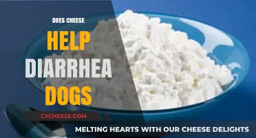Can Cheese Aid Diarrhea in Dogs? Expert Insights and Advice