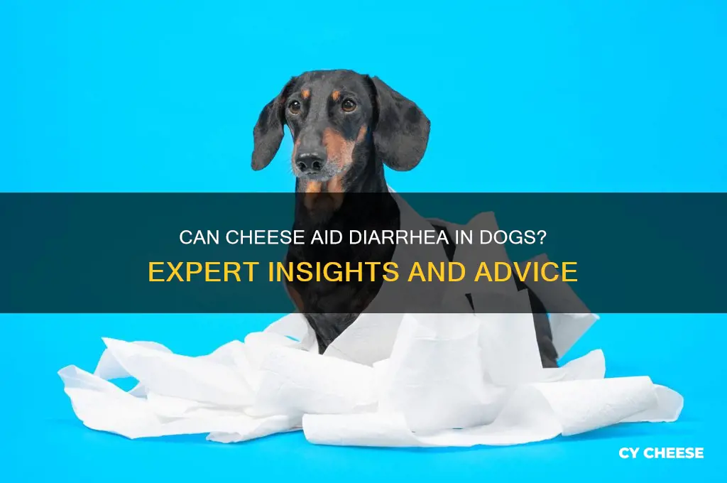 does cheese help diarrhea dogs