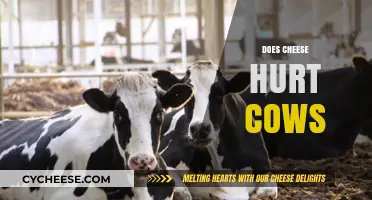 Does Cheese Hurt Cows? Exploring the Dairy Industry's Impact on Animals