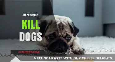 Can Cheese Be Harmful to Dogs? Facts and Myths Explained