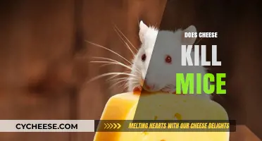 Does Cheese Kill Mice? Unraveling the Myth and Facts