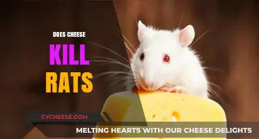 Does Cheese Kill Rats? Unraveling the Myth and Facts