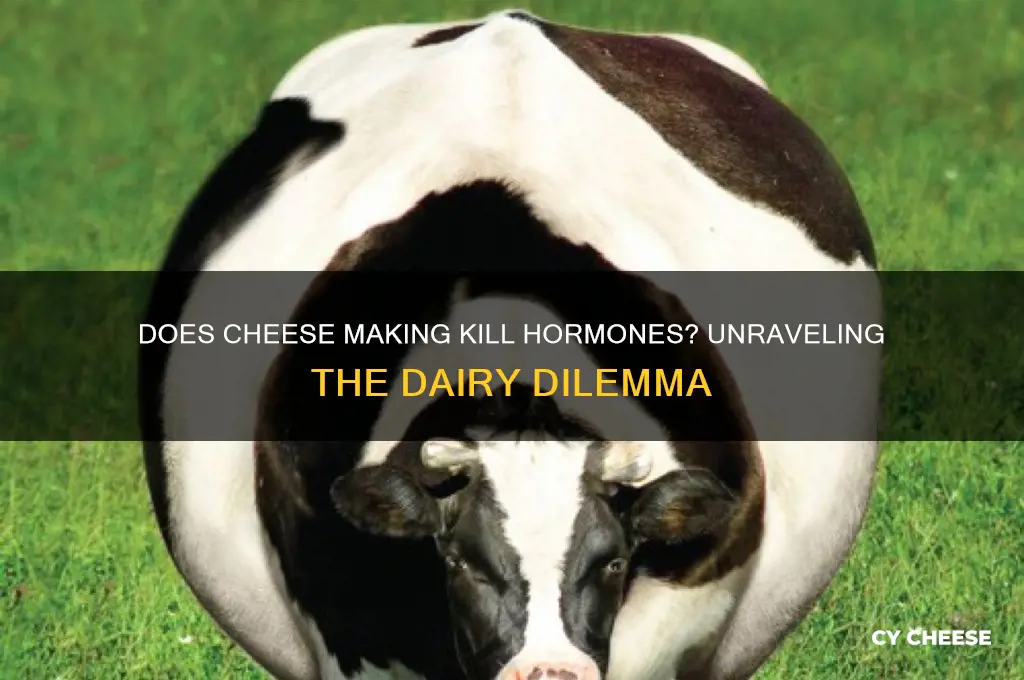 does cheese making kills hormones
