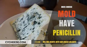 Does Cheese Mold Contain Penicillin? Unraveling the Fungal Mystery