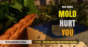 Can Moldy Cheese Harm You? Understanding Risks and Safety Tips