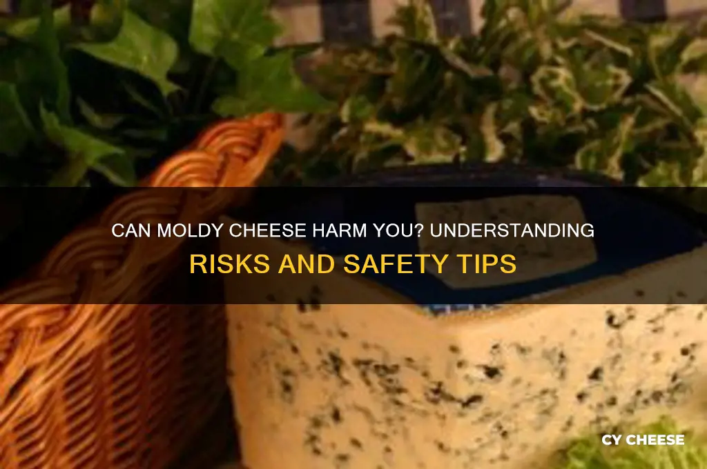 does cheese mold hurt you
