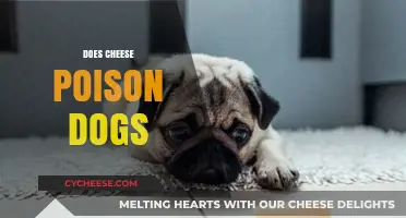 Can Cheese Harm Dogs? Uncovering the Truth About Dairy and Pets