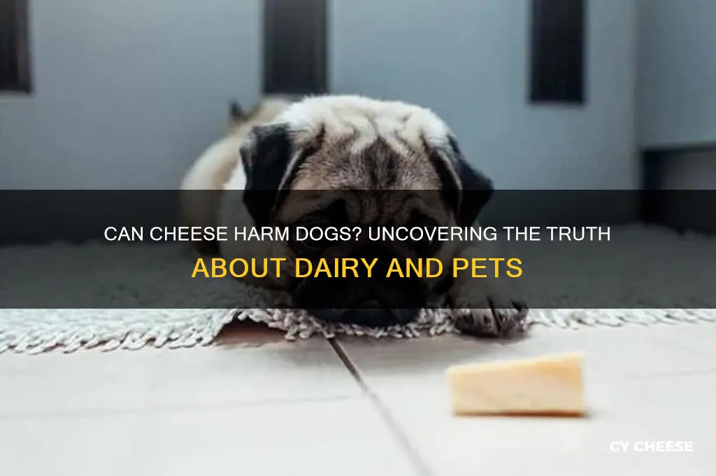 does cheese poison dogs