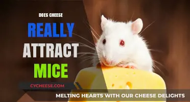 Cheese and Mice: Unraveling the Myth of Attraction