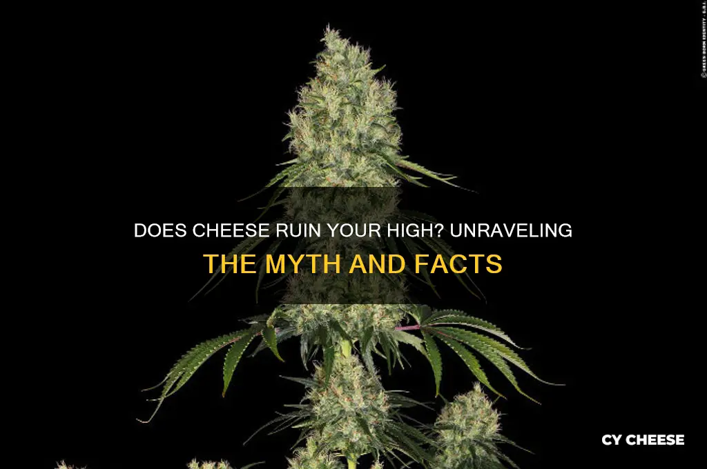 does cheese ruin your high