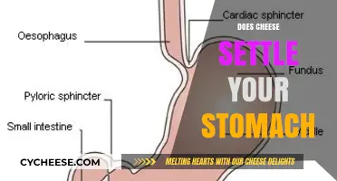 Can Cheese Calm Your Stomach? Exploring the Digestive Benefits