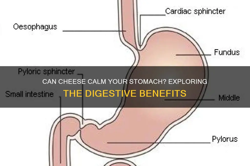 does cheese settle your stomach