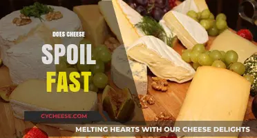 Does Cheese Spoil Fast? Understanding Shelf Life and Storage Tips