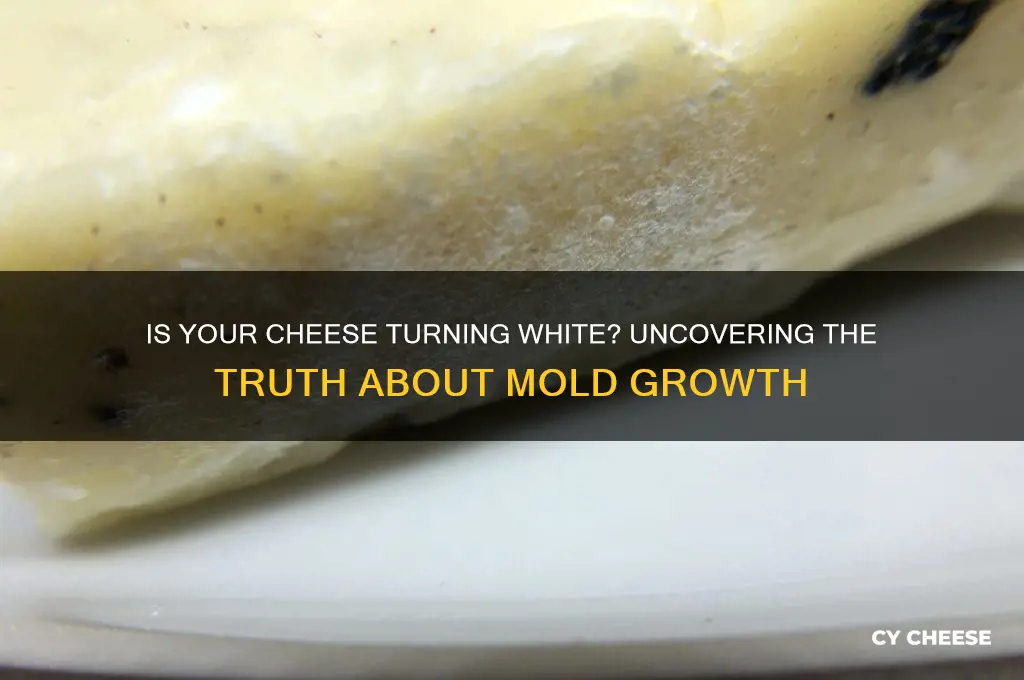 does cheese turn white due to mold growth