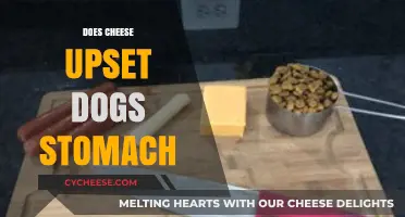 Can Cheese Upset a Dog's Stomach? Facts and Tips for Owners