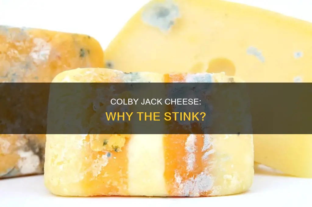 does colby jack cheese smell bad