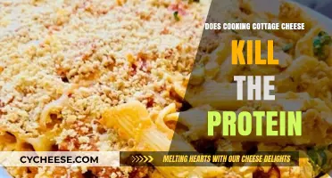 Does Cooking Cottage Cheese Destroy Its Protein Content? Find Out