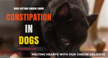 Can Cottage Cheese Cause Constipation in Dogs? Facts Revealed