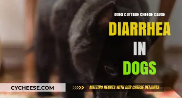 Cottage Cheese and Dogs: Diarrhea Risk Explained