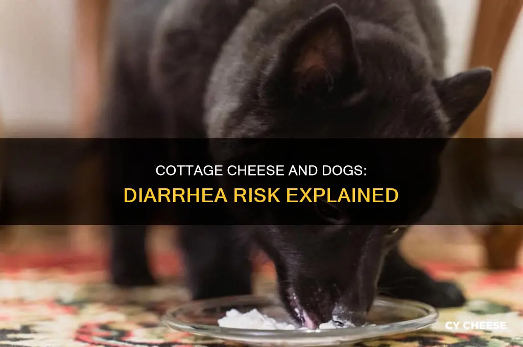 does cottage cheese cause diarrhea in dogs