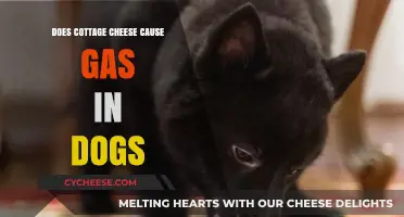 Cottage Cheese and Canine Gas: What Dog Owners Need to Know