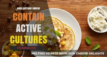 Does Cottage Cheese Have Active Cultures? Uncovering the Probiotic Truth