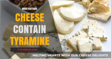 Does Cottage Cheese Contain Tyramine? Uncovering the Facts for Your Diet