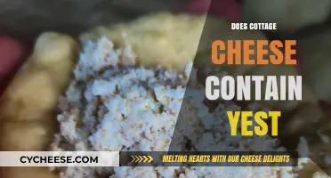 Does Cottage Cheese Contain Yeast? Unraveling the Dairy Mystery